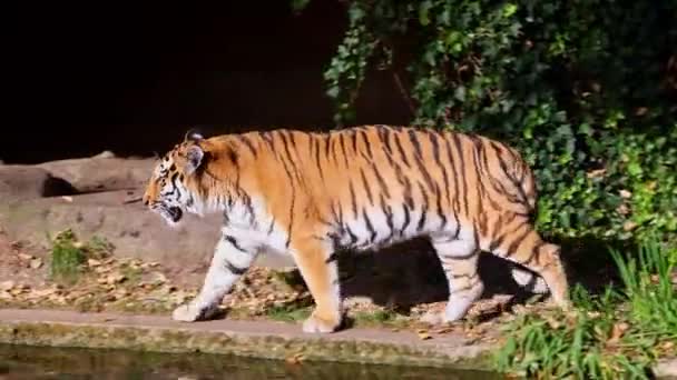 Τίγρης Της Σιβηρίας Panthera Tigris Altaica Είναι Μεγαλύτερη Γάτα Στον — Αρχείο Βίντεο