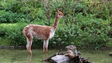 Vicunas, Vicugna Vicugna, And Dağları 'nın yüksek dağlık bölgelerinde yaşayan lama' nın akrabaları.