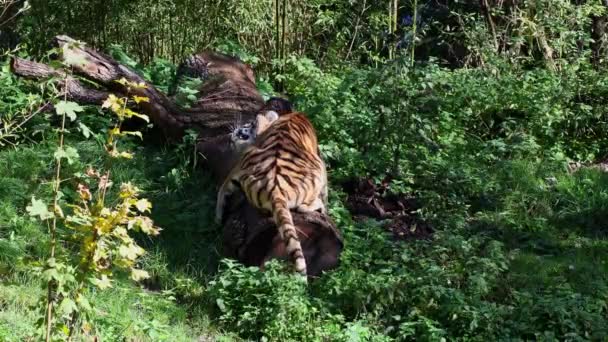 Сибірський Тигр Пантера Тигріс Тігіка Найбільший Кіт Світі — стокове відео