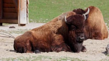 Bizon ya da bizon, bir zamanlar Kuzey Amerika 'da geniş sürüler halinde yaşayan bir bizon türüdür.. 
