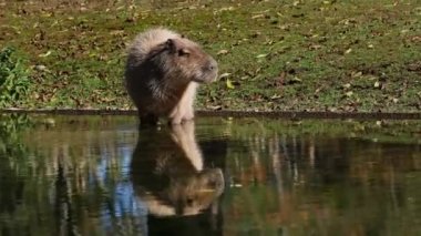 Capybara, Hydrochoerus hydrochaeris dünyadaki en büyük kemirgendir. En yakın akrabaları agouti, çinçilya, coyphillas ve kobaylardır. Güney Amerika 'ya özgü.. 