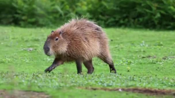 カピバラ Capybara Hydrochoerus Hydrochaeris 現存する世界最大のげっ歯類である 最も近い親戚は アグチ チンチラ コイピラ モルモットです — ストック動画