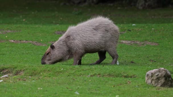Capybara Hydrochoerus Hydrochaeris Největší Existující Hlodavec Světě Jeho Nejbližšími Příbuznými — Stock video