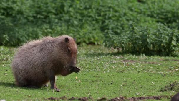 Capibara Hydrochoerus Hydrochaeris Più Grande Roditore Esistente Mondo Suoi Parenti — Video Stock