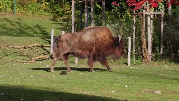 Der Amerikanische Bison Oder Einfach Bison Auch Allgemein Als Amerikanischer — Stockvideo
