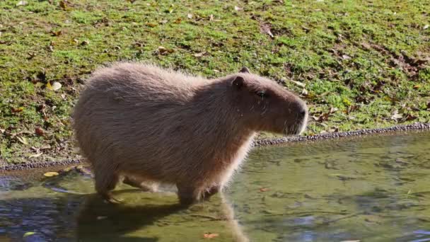 Capibara Hydrochoerus Hydrochaeris Roedor Más Grande Existente Mundo Sus Parientes — Vídeo de stock