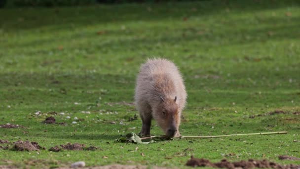 Capybara Hydrochoerus Hydrochaeris Dünyadaki Büyük Kemirgendir Yakın Akrabaları Agouti Çinçilya — Stok video