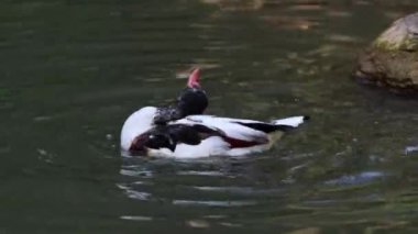 Ortak shelduck, Tadorna tadorna Tadorna shelduck cins su kuşları familyasından.