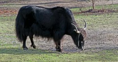 Yerli öküz Bos grunniens, Hindistan 'ın Himalaya bölgesinde, Tibet Platosu' nda ve Moğolistan ve Rusya 'nın kuzeyine kadar uzanan bölgede bulunan uzun tüylü bir sığırdır..