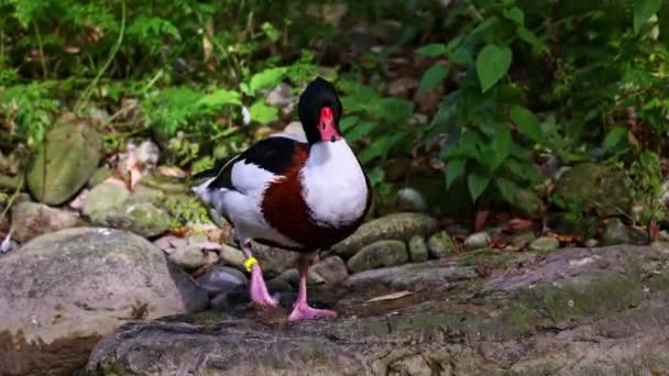Wspólne Kaczki Ohar Tadorna Tadorna Jest Gatunków Ptactwa Wodnego Rodzaju — Wideo stockowe