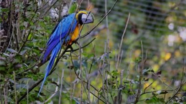 Mavi ve sarı papağan, Ara aratyası, mavi ve altın papağanı olarak da bilinir, çoğunlukla mavi üst kısımları ve açık turuncu alt kısımları olan büyük bir Güney Amerika papağanıdır.