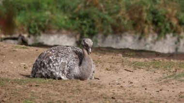 Darwin 'in Rhea' sı, Rhea pennata, daha az Rhea olarak da bilinir..