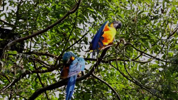 Den Blå Gula Macaw Ara Ararauna Även Känd Som Blå — Stockvideo