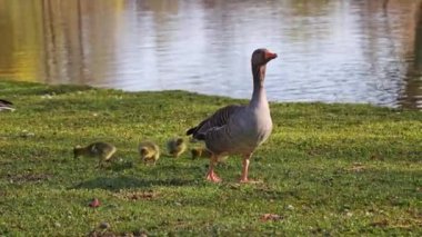 Küçük bebekleri olan gri lag kazları ailesi. Gri-lag kaz, Anser anser, Anatidae familyasından bir kaz türü.