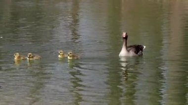 Küçük bebekleri olan gri lag kazları ailesi. Gri-lag kaz, Anser anser, Anatidae familyasından bir kaz türü.
