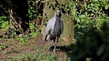 Demokiselle Crane ve Anthropoides başak kuşları gün boyunca açık yeşil çayırlarda yaşarlar. Orta Avrupa 'da bulunan bir turna türüdür.