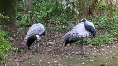 Demokiselle Crane ve Anthropoides başak kuşları gün boyunca açık yeşil çayırlarda yaşarlar. Orta Avrupa 'da bulunan bir turna türüdür.