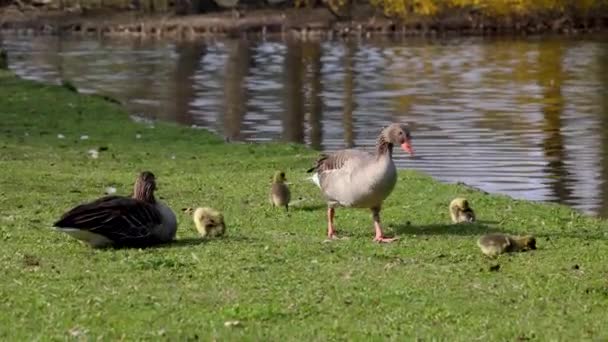 Familie Van Grauwe Ganzen Met Kleine Baby Grijsgans Anser Anser — Stockvideo