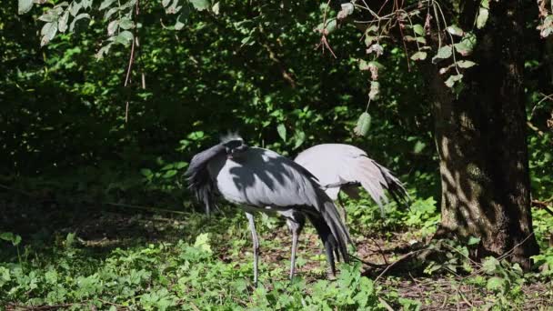 Demoiselle Crane Anthropoides Virgo Living Bright Green Meadow Day Time — Stock Video