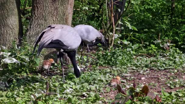 Demoiselle Crane Anthropoides Virgo Living Bright Green Meadow Day Time — Stock Video