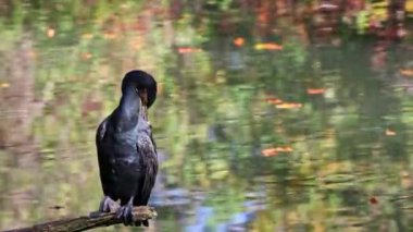 Kuzey yarımküre boyunca büyük siyah karabatak olarak bilinen büyük karabatak, Avustralya 'daki siyah karabatak ve Yeni Zelanda' nın daha güneyindeki siyah karabatak