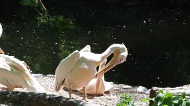 Büyük Beyaz Pelikan (