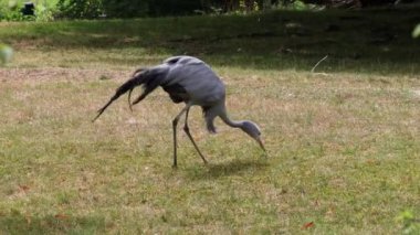 Grus paradisea, Güney Afrika 'ya özgü nesli tükenmekte olan bir kuş türü. Güney Afrika 'nın ulusal kuşudur.