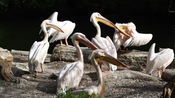 Marele Pelican Alb Pelecanus Onocrotalus Cunoscut Sub Numele Pelican Roz — Videoclip de stoc