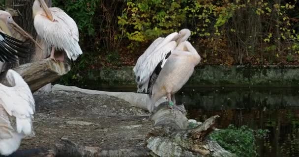 グレートホワイトペリカン Great White Pelican Pelecanus Onocrotalus ペリカン科の鳥 — ストック動画