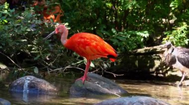 Kızıl aynak, Eudocimus ruber, Threskiornithidae familyasından bir kuş, kabuklu deniz ürünlerinin kırmızımsı renklerine hayran kalmıştır.