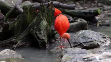 Kızıl aynak, Eudocimus ruber, Threskiornithidae familyasından bir kuş, kabuklu deniz ürünlerinin kırmızımsı renklerine hayran kalmıştır.