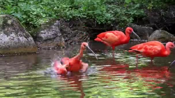 Scarlet Ibis Eudocimus Ruber Ave Família Threskiornithidae Admirada Pela Coloração — Vídeo de Stock