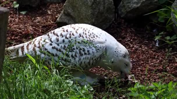 雪のフクロウ ボボのスカンディアクス ストリギウス科の鳥 黄色い目で — ストック動画
