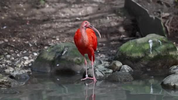 Scarlet Ibis Eudocimus Ruber Pták Čeledi Threskiornithidae Obdivovaný Načervenalým Zbarvením — Stock video