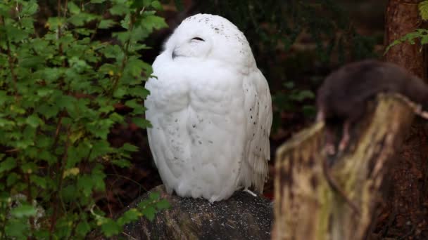 Snowy Owl Bubo Scandiacus Ave Familia Strigidae Con Ojo Amarillo — Vídeos de Stock