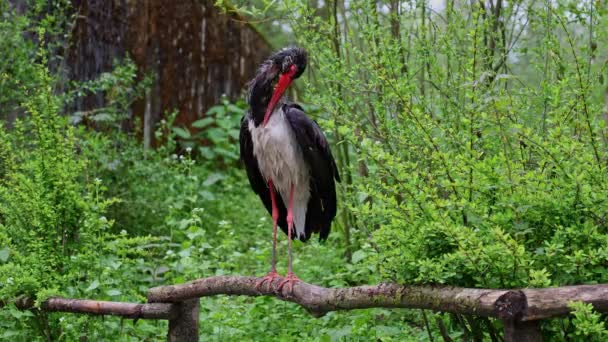 Kara Leylek Ciconia Zencisi Leylek Familyasından Büyük Bir Kuş — Stok video