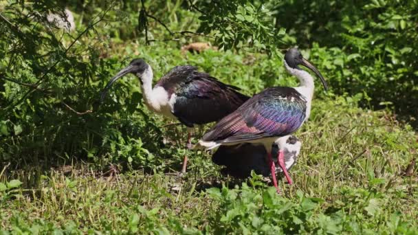 Threskiornis Spinicollis Est Oiseau Famille Des Threskiornithidae — Video