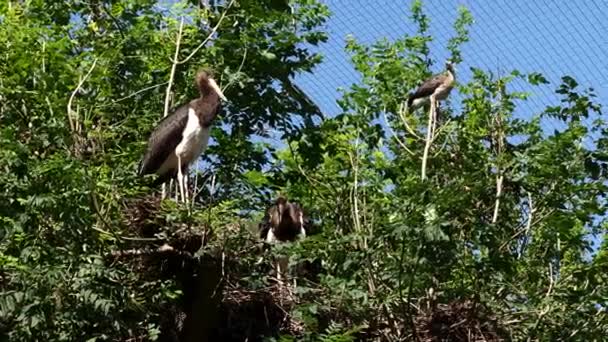Cigüeña Negra Ciconia Nigra Aves Grandes Familia Ciconiidae — Vídeo de stock