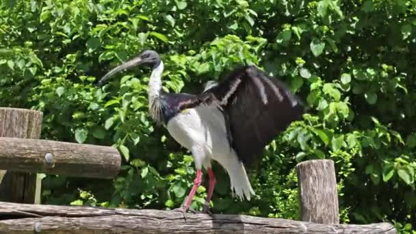 Threskiornis Spinicollis Ibis 새이며 Threskiornithidae 새이다 — 비디오