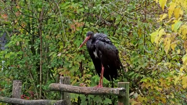 Czarny Bocian Ciconia Nigra Duże Ptaki Rodziny Bocianów Ciconiidae — Wideo stockowe