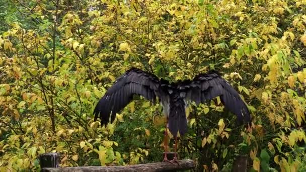 Zwarte Ooievaar Ciconia Nigra Grote Vogel Ooievaarsfamilie Ciconiidae — Stockvideo