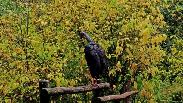 Czarny Bocian Ciconia Nigra Duże Ptaki Rodziny Bocianów Ciconiidae — Wideo stockowe