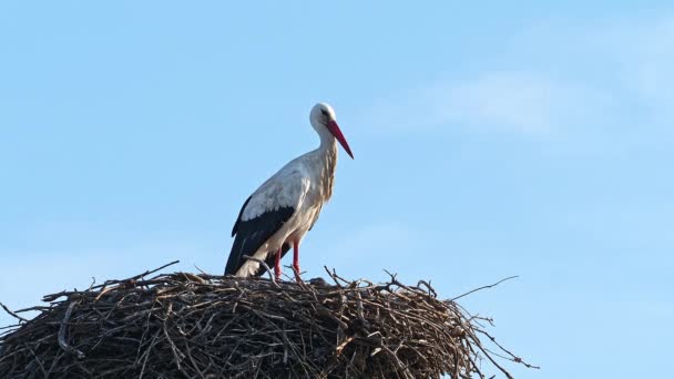 White Stork Ciconia Ciconia Hnízdě Oettingenu Švábsku Bavorsku Německu Evropě — Stock video