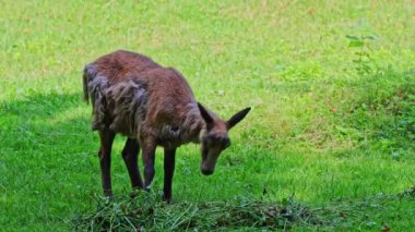 Apennine Chamois, Rupicapra pyrenaica ornata, İtalya 'daki Abruzzo-Lazio-Molise Ulusal Parkı ve İspanya' daki Pireneler 'de yaşamaktadır.