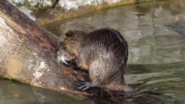 Coypu, Myocastor coypus, nehir faresi ya da nutria olarak da bilinir, büyük, otobur, yarı su kemirgeni ve Myocastoridae familyasının tek üyesidir..