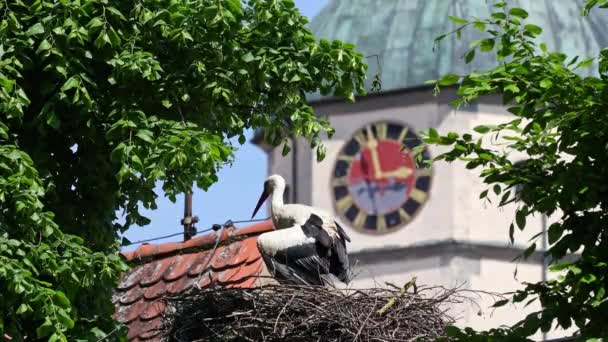 Cegonha Branca Ciconia Ciconia Ninho Oettingen Suábia Baviera Alemanha Europa — Vídeo de Stock