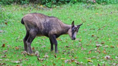 Apennine Chamois, Rupicapra pyrenaica ornata, İtalya 'daki Abruzzo-Lazio-Molise Ulusal Parkı ve İspanya' daki Pireneler 'de yaşamaktadır.