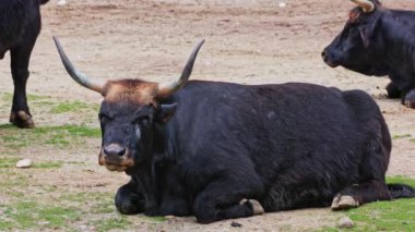 Bos Primigenius Taurus, soyu tükenmiş yaban öküzlerine benzediğini iddia etti. Evcil dağlık sığırlar