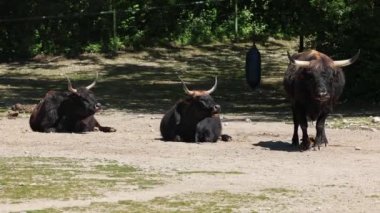 Bos Primigenius Taurus, soyu tükenmiş yaban öküzlerine benzediğini iddia etti. Evcil dağlık sığırlar