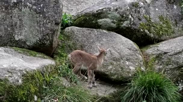 Genç Dağ Keçisi Bir Kayanın Üzerinde Alman Parkında Capra Dağ — Stok video